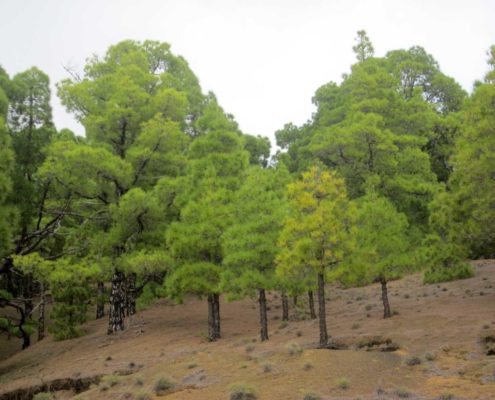 El Hierro Pinienwald