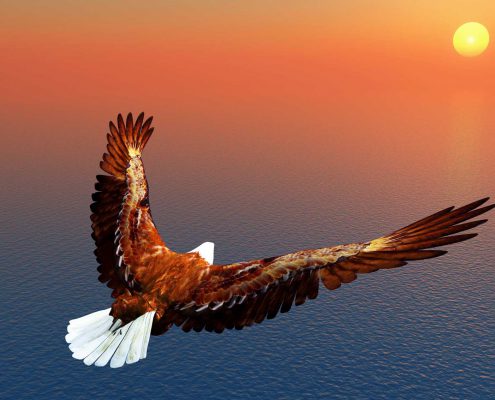 Adler