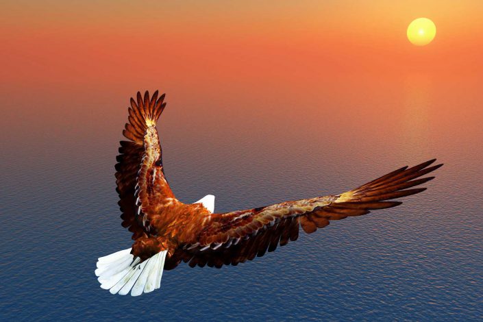 Adler Adler
