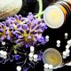 Homöopathie für den Hausgebrauch