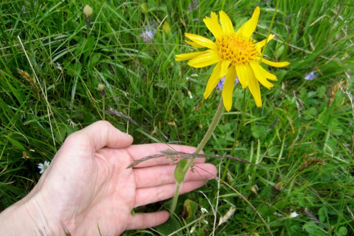 bernadette-schwienbacher_gratis-kur-in-der-natur Gratis in der Natur