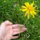 Gratis in der Natur