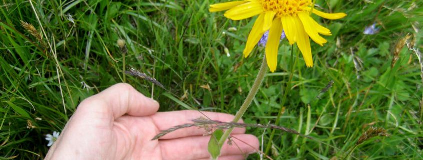 Gratis in der Natur