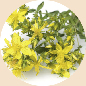 blumen-gelb