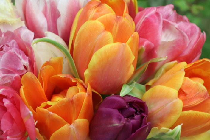 Tulpen